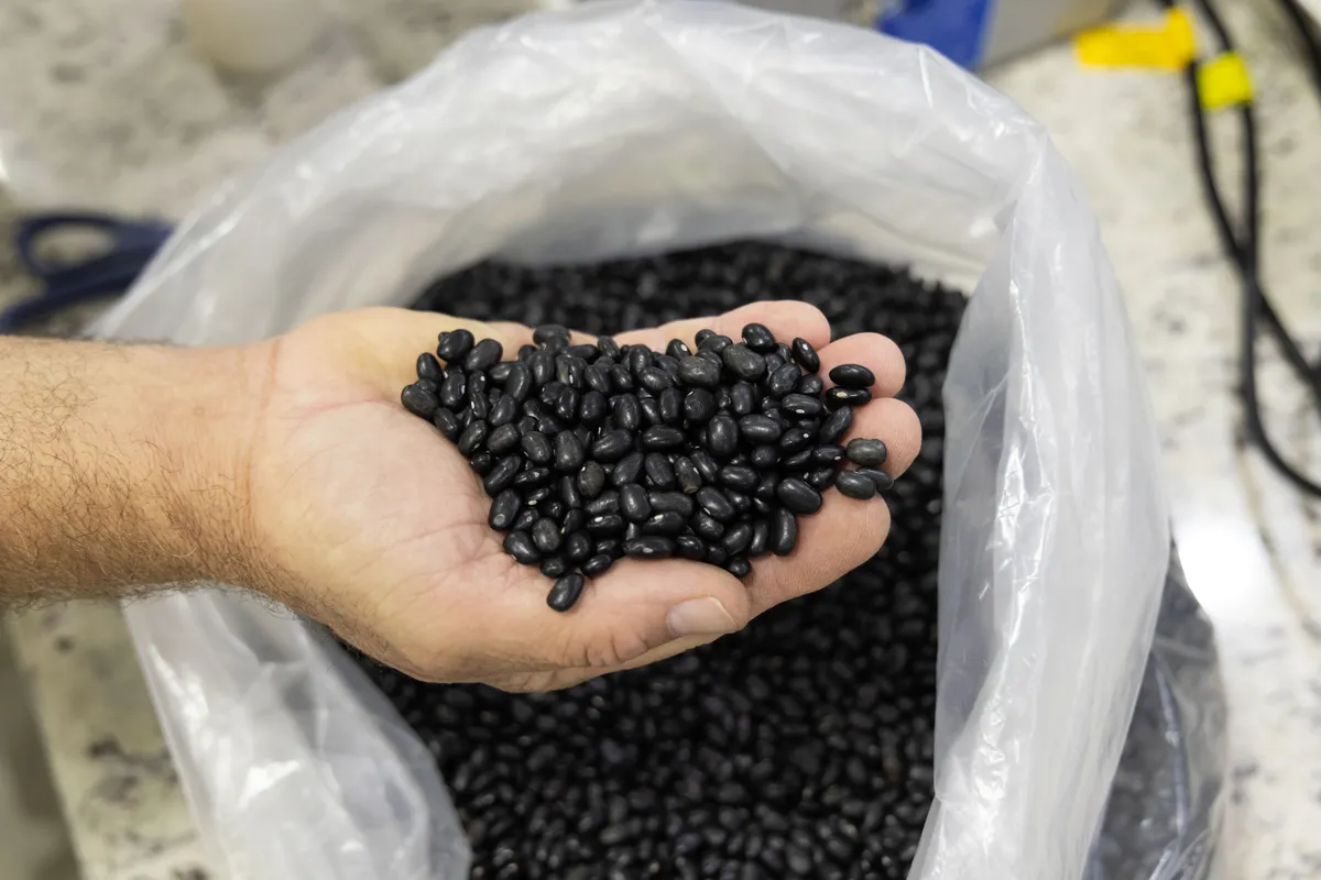 Grãos — matéria-prima Camil